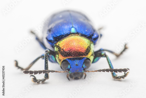 Macro bug Colorful