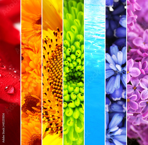 Collage of beautiful flowers and water