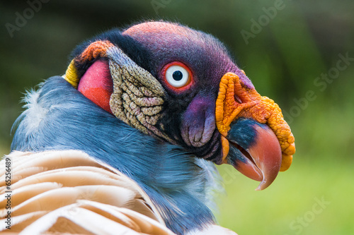 Closeup portrait of a King vulture (Sarcoramphus papa)