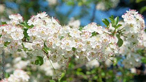 Weißdorn - Crataegus