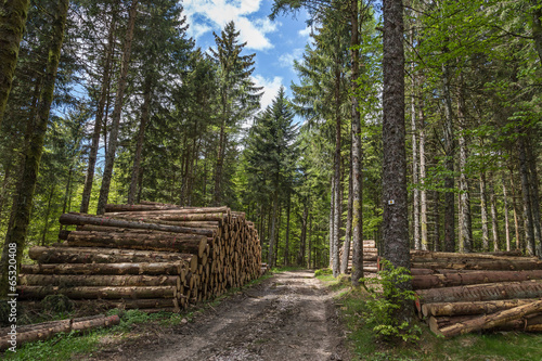 grumes de sapin