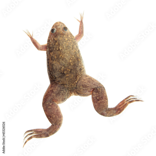 Xenopus laevis (African clawed frog) isolated on white