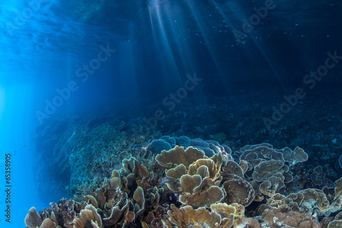 Coral Reef and Light