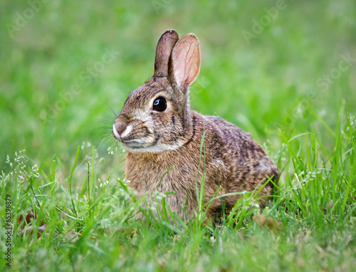 Young Cottontail bunny rabbit munching grass in the garden