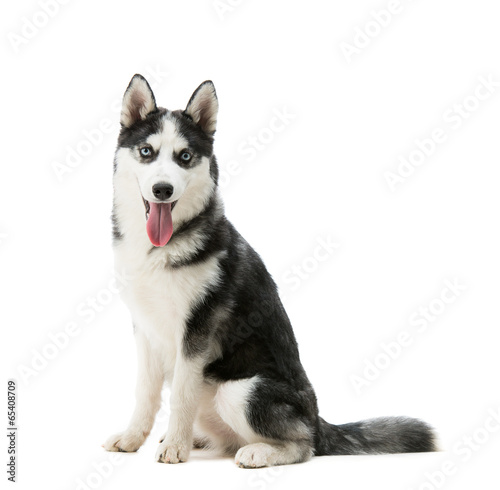 Husky dog breed