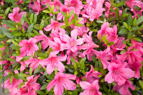 azalea, pink Azalea flower blossom in a park, Kyoto, Japan