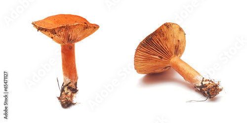 lactarius deliciosus mushroom