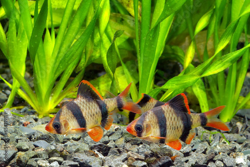 Flock of tiger barb