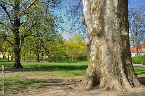 Platanus Orientalis - old Plane tree in the park