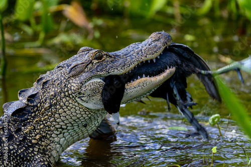 american alligator, viera wetlands