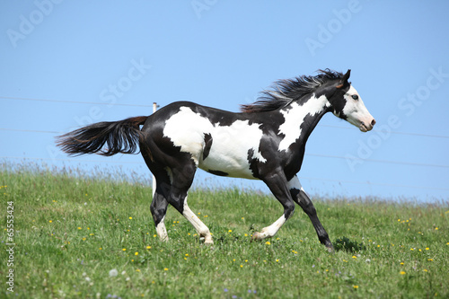 Gorgeous black and white stallion of paint horse running