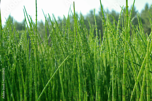 Thickets horsetail