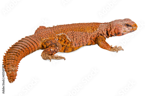 lizard (uromastyx)