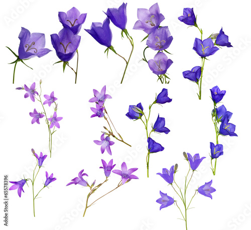 large set of campanula flowers isolated on white