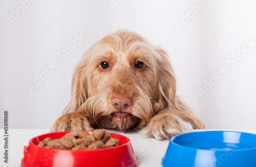 Dog waiting impatiently for food