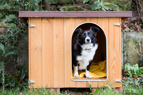 Hund in Hundehütte