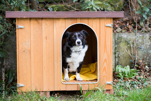 Hund in Hundehütte