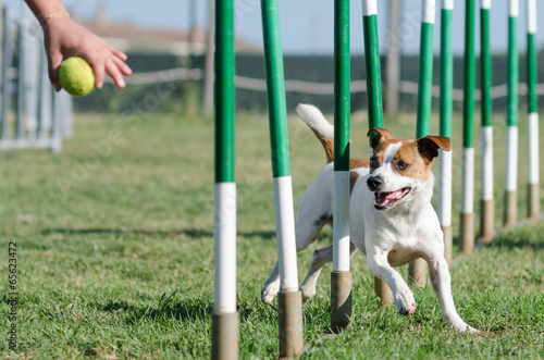 Slalom Agility Dog Jack Russell