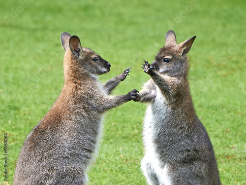 Red-necked Wallaby (Macropus rufogriseus)