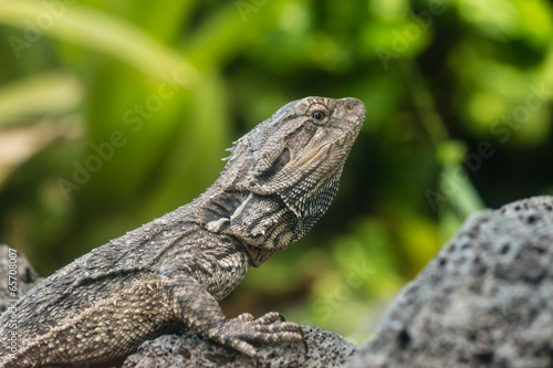 detail of Tuatara lizard