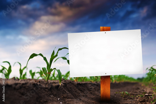 Blank sign in corn agricultural field
