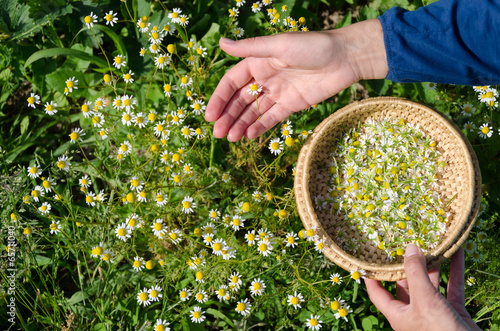 Hand pick chamomile herbal flower blooms to dish