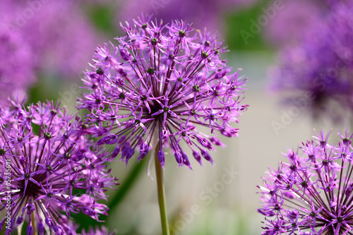 Allium flowers closeup