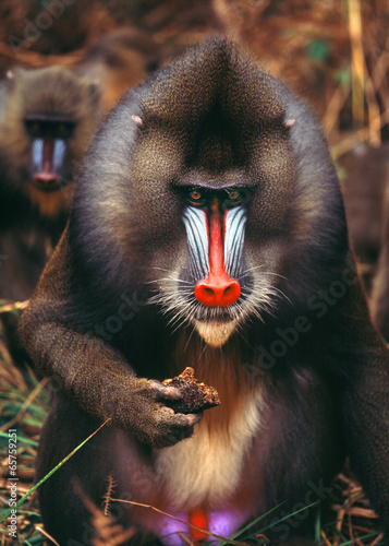 mandrill