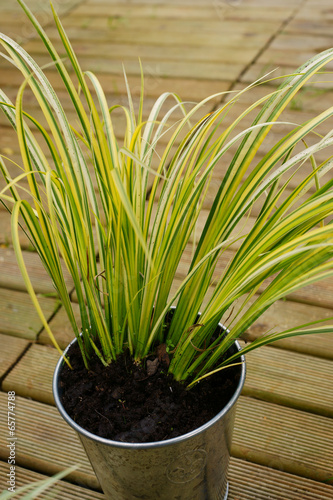 Acorus gramineus Ogon - calamus