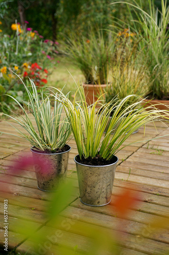 Acorus gramineus Ogon & Variegatus - calamus