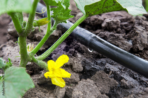 Drip irrigation system