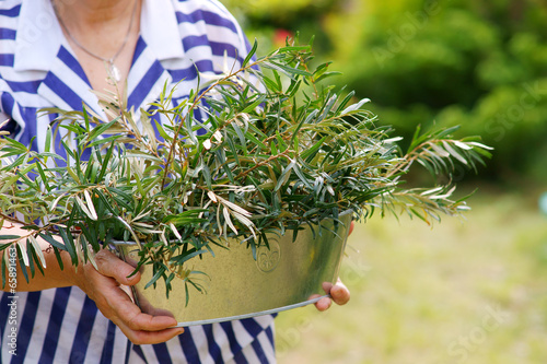 Harvest the leaves of sea buckthorn