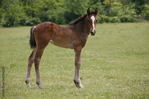 Pretty foal stands in a summer paddock.