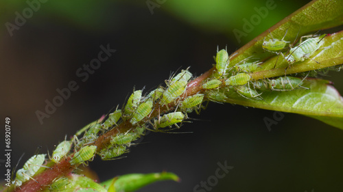 aphids sucking on rose shoot