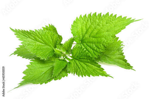 nettle