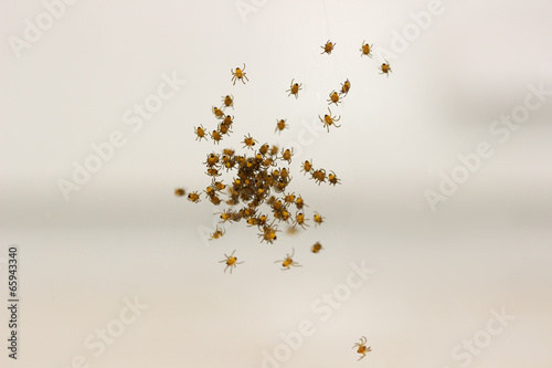 nest of spiders