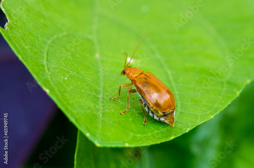 juvenile bombardier beetle