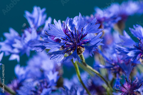 Cornflowers