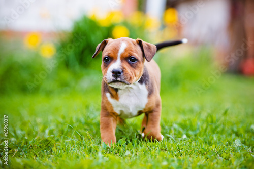 staffordshire bull terrier puppy