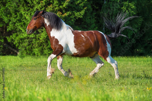 Paint horse runs gallop on freedom