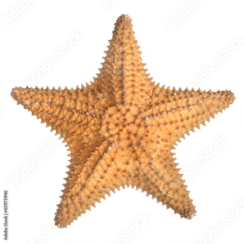 star fish isolated on white