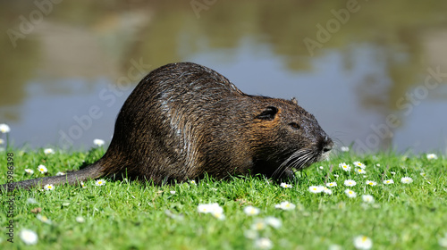 The muskrat (Ondatra zibethicus)