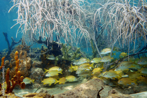 Shoal of fish under sea plume in a coral reef