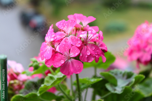 Mokre Pelargonie, Kwiaty po deszczu, kwiaty zmoczone rosa, różowe kwiaty