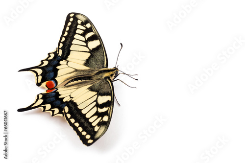 Butterfly Papilio machaon