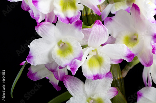 Dendrobium Orchid hybrids. Isolated on black