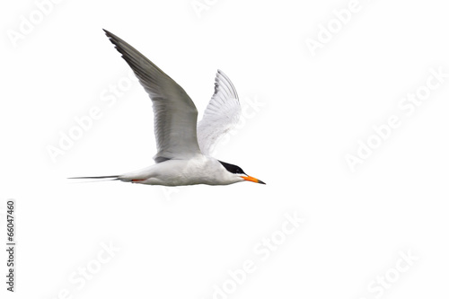Tern isolated on white background