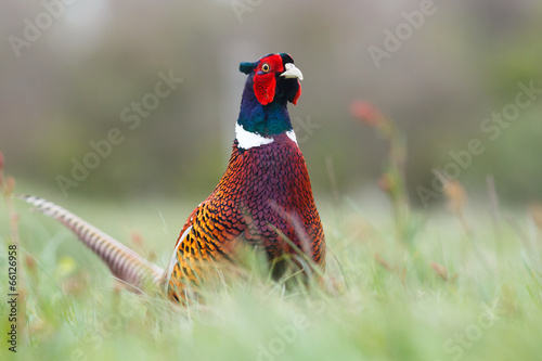 pheasant cock