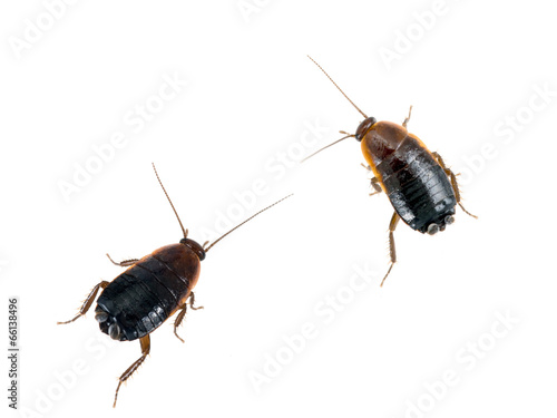 Blatta orientalis - common black cockroaches, white background