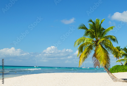 Exotic Caribbean beach with palm tree entering the ocean